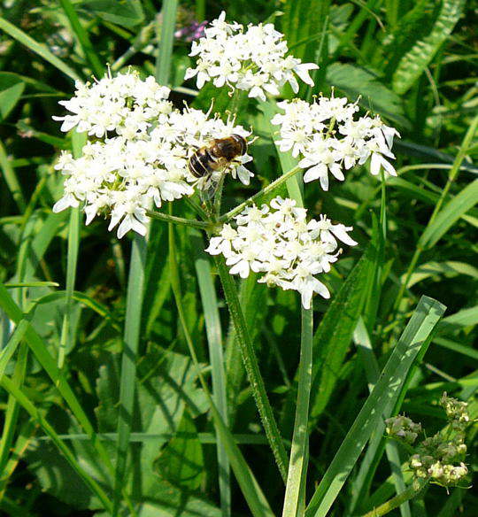 Wiesen-Brenklau - Heracleum sphondylium