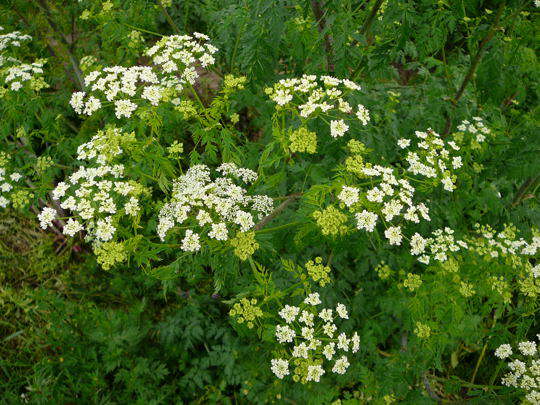 Wiesenkmmel - Carum carvi