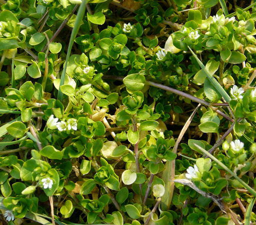 Vogelmiere - Stellaria media