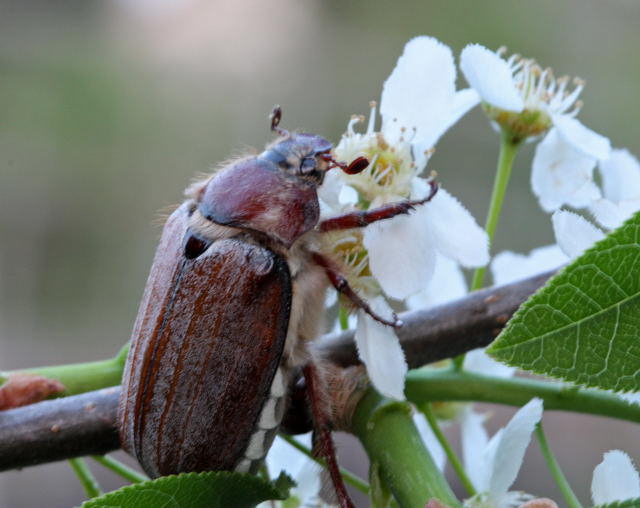 Waldmaikfer - Melolontha hippocastani