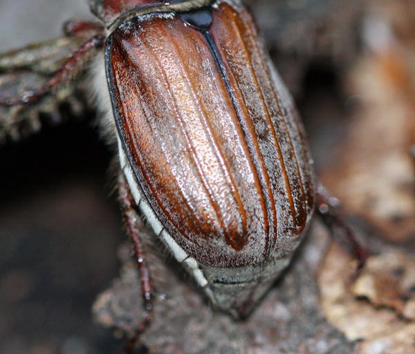 Waldmaikfer - Melolontha hippocastani