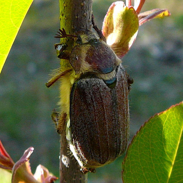 Waldmaikfer - Melolontha hippocastani