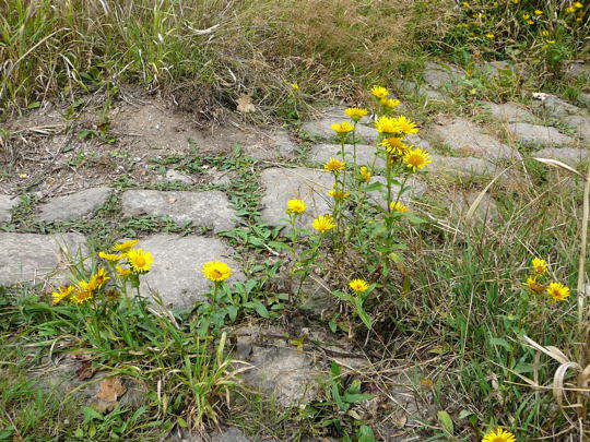 Wiesen-Alant - Inula britannica