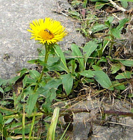 Wiesen-Alant - Inula britannica