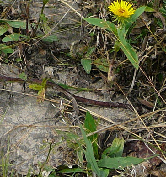 Wiesen-Alant - Inula britannica