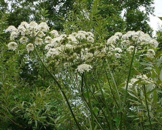 Wiesen-Brenklau - Heracleum sphondylium