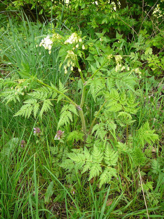 Wiesen-Kerbel - Anthriscus sylvestris