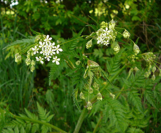 Wiesen-Kerbel - Anthriscus sylvestris