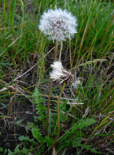 Wiesen-Lwenzahn - Taraxacum sect. Ruderalia